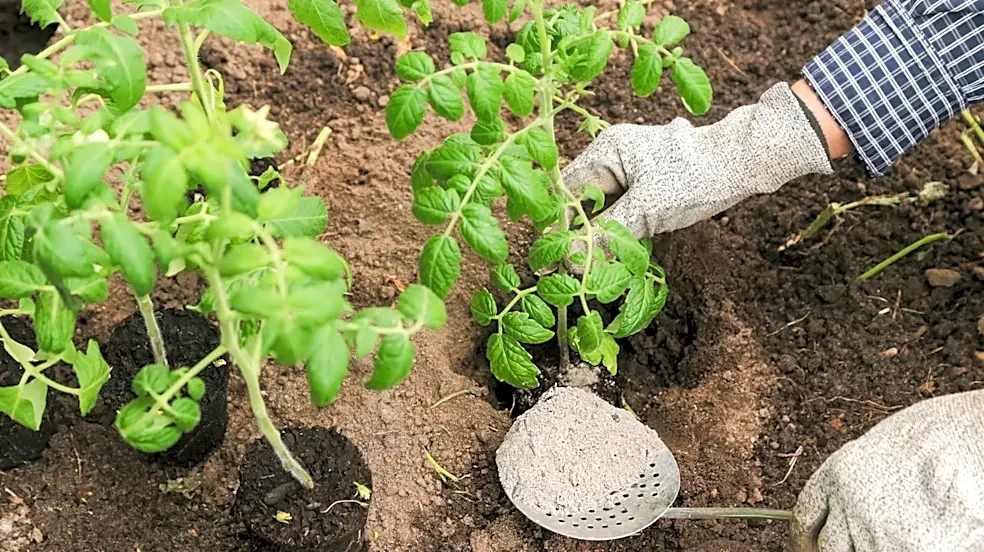 Gardener Transforms Old Feed Bags To Make A More Functional Tomato Growing Station