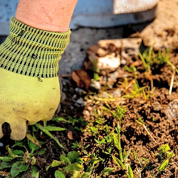 Easier Than Hand Pulling: The Garden Tool For Removing Large Areas Of Weeds From Amazon
