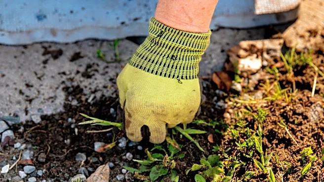 Easier Than Hand Pulling: The Garden Tool For Removing Large Areas Of Weeds From Amazon