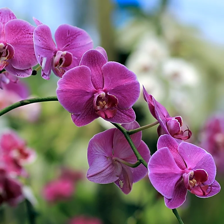 Gardener Combines Two Kitchen Staples To Make Orchids Rebloom With This Simple DIY