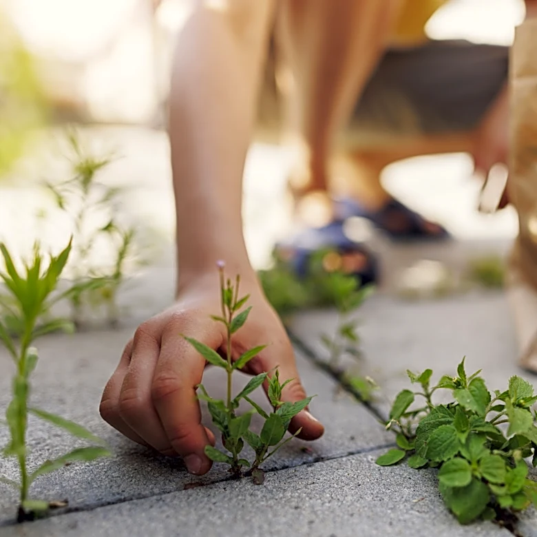 The Powerful Amazon Find To Remove Weeds Growing Between Pavers Without Hand Pulling