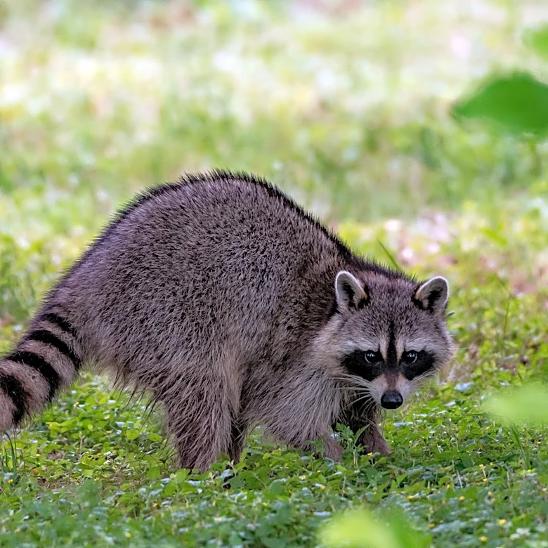 How To Reduce Garden Pests With An Amazon Solution Powered By The Sun