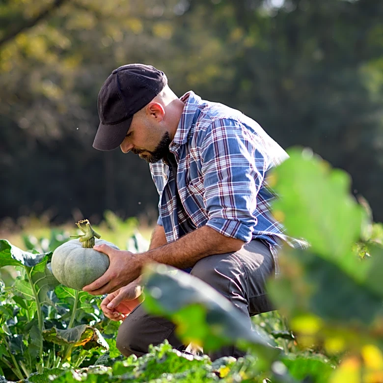 Not Stink Bugs: The Pesky Lookalike You Don't Want In Your Fall Vegetable Garden