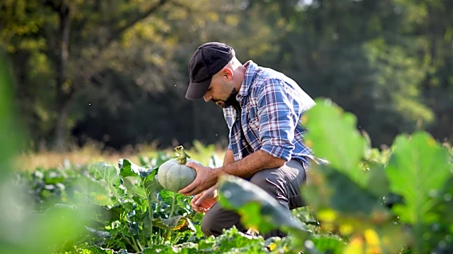 Not Stink Bugs: The Pesky Lookalike You Don't Want In Your Fall Vegetable Garden