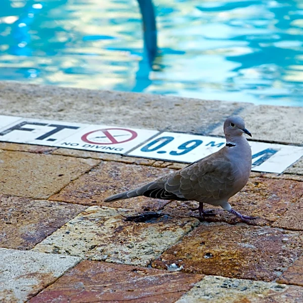 How To Easily Get Rid Of Bird Poop On A Pool Deck Without Leaving A Stain