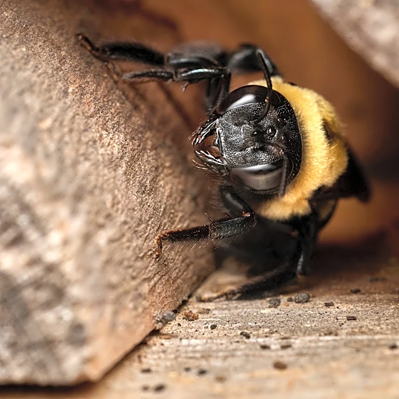Trap Carpenter Bees More Efficiently With A Simple Solution From Home Depot