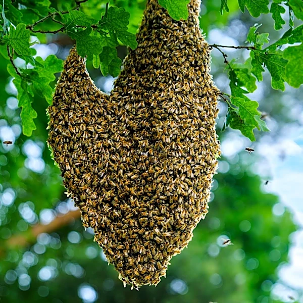 She Builds A Functional Warre Hive For Her Tree