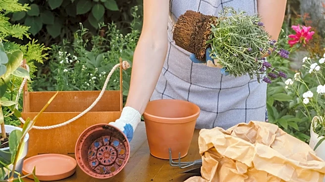 Putting Gravel In Potted Lavender Plants: Why It Is Recommended And What The Benefits Are