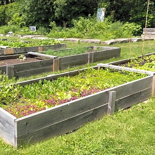 Landscape Fabric Or Organic Mulch For Vegetable Rows?