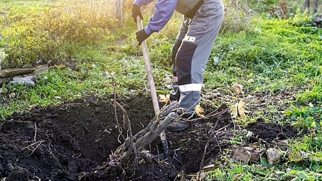 What's The Easiest Way To Remove Tree Roots?