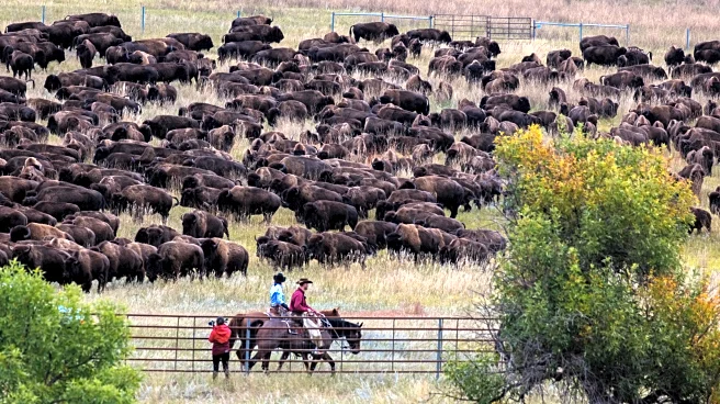 South Dakota's Artsy Festival Within Custer State Park Serves Old West Charm, Buffalo, And Renowned Views