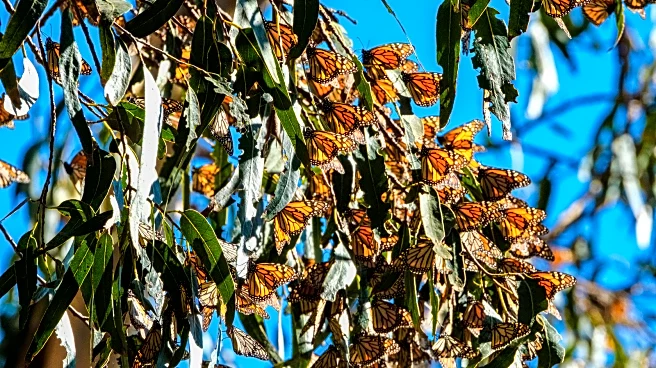 This Lush Coastal California Sanctuary Is Perfect For Viewing A Magical Butterfly Migration