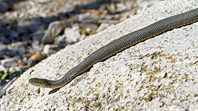 Ohio's Most Snake-Filled Lakes And Rivers Are Hiding In Plain Sight