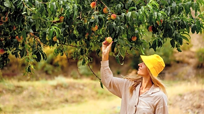 The 'Peach Capital Of Kansas' Is A Beautiful Small City Brimming With Fruit, Local Shopping, And Family Fun