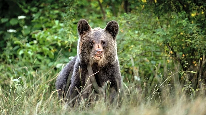 Bear Attacks Are Epidemic In This Eastern European Country Known For Mountains, Beaches, And Storybook Castles