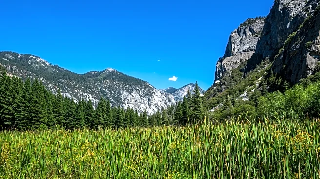 California's Meadow Famous For Wildlife Sightings Is A Crucial Stop In Kings Canyon National Park