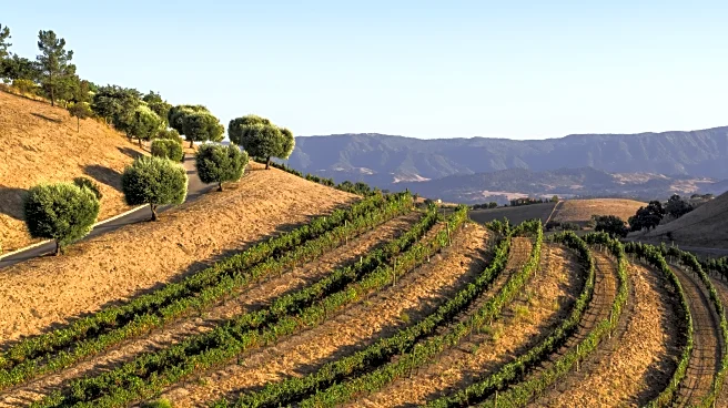 The 'Olive Capital Of The World' Is A Walkable Wine Country Gem Out West With Tasting Rooms, Dining, And Orchards