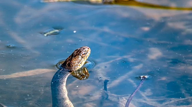 These Illinois Lakes Are Crawling With Snakes (Here's Where To Watch Your Step)