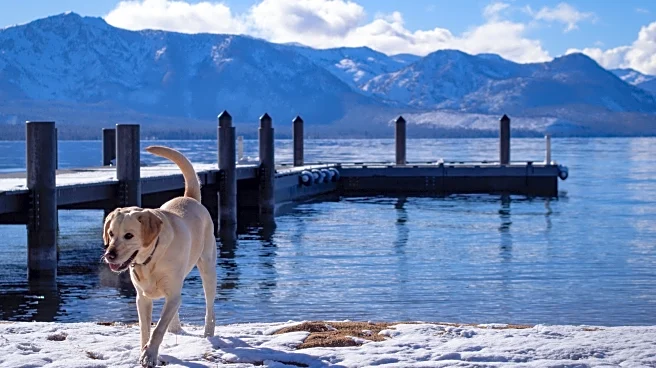 The Scary Truth About Fleas That Every Dog Owner Should Know Before Lake Tahoe Trips