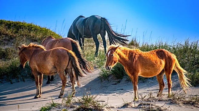 North Carolina's Outer Banks Hide A Secret Nature Preserve With Pristine Beaches, Dunes, And Wild Horses