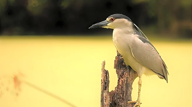 An Hour Outside Of Savannah Is Georgia's Coastal Wildlife Reserve Brimming With Birds, Hikes, And Gators