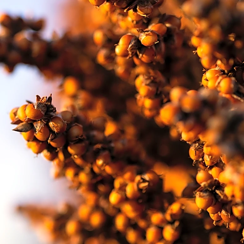 Texas Tech aims to shine bringing Global Sorghum Conference to Lubbock