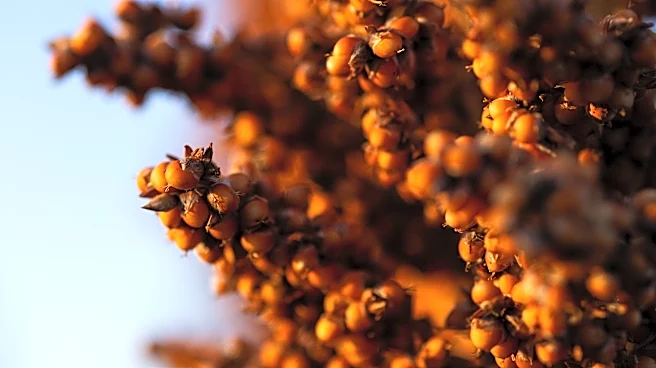Texas Tech aims to shine bringing Global Sorghum Conference to Lubbock