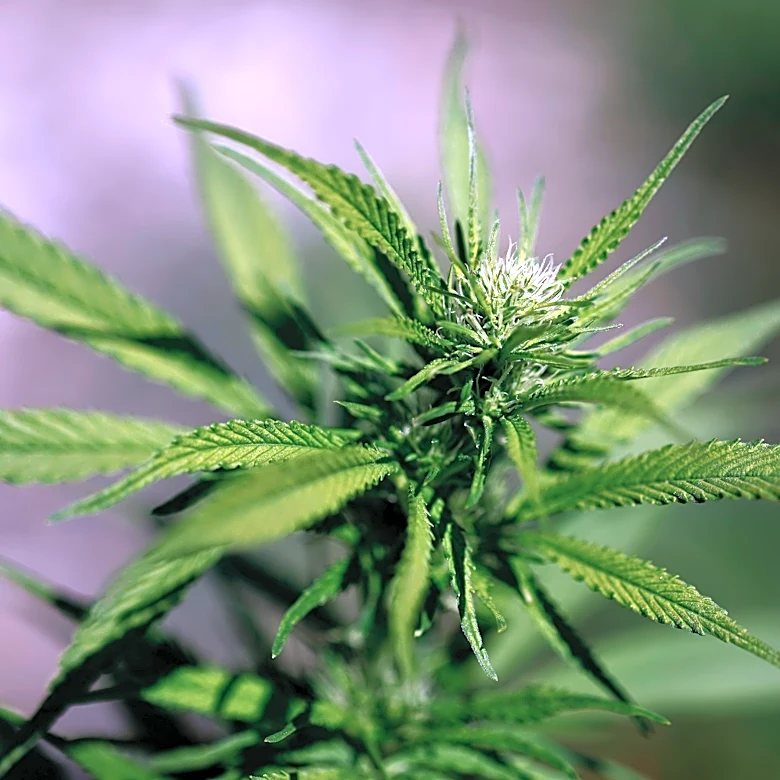 Tip about dog food bags leads to charges in Lubbock marijuana operation