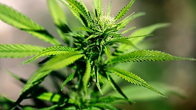 Tip about dog food bags leads to charges in Lubbock marijuana operation