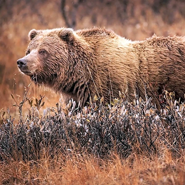 Caprock Chronicles on if grizzly bears once roamed the South Plains