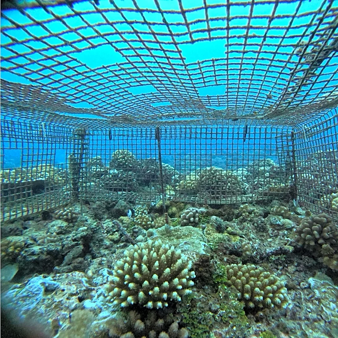 Texas Tech researcher explores resilience of coral reefs