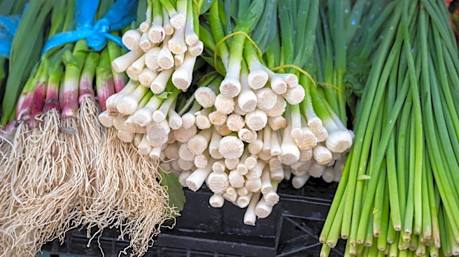 Scallions Vs Garlic Scapes: How Big Of A Difference Is There?