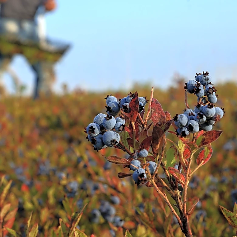 This State Produces Nearly 100% Of The Wild Blueberries In The US