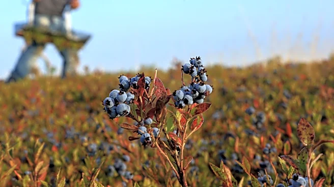 This State Produces Nearly 100% Of The Wild Blueberries In The US
