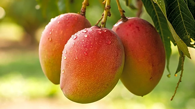 3 Quick Ways To Check If A Mango Is Ready To Eat