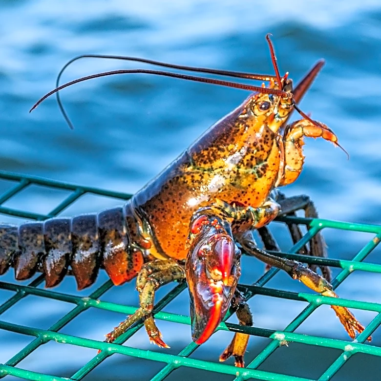5 Of The Rarest Lobsters Ever Caught