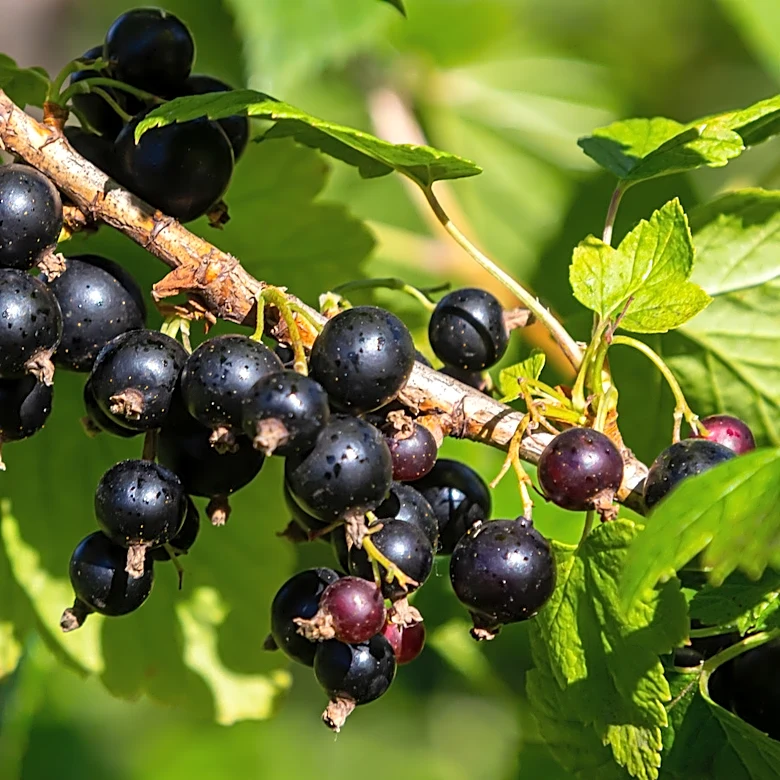 Why Black Currants Were Banned In The US For Over Half A Century
