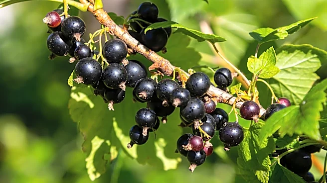 Why Black Currants Were Banned In The US For Over Half A Century