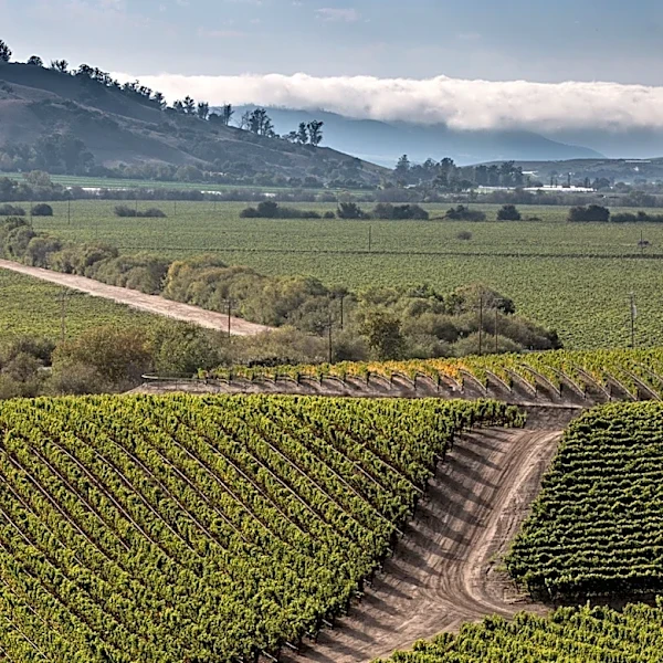 In The Middle Of California Farmland Is One Of The US's Top Pizzerias Using Hyper-Local Produce