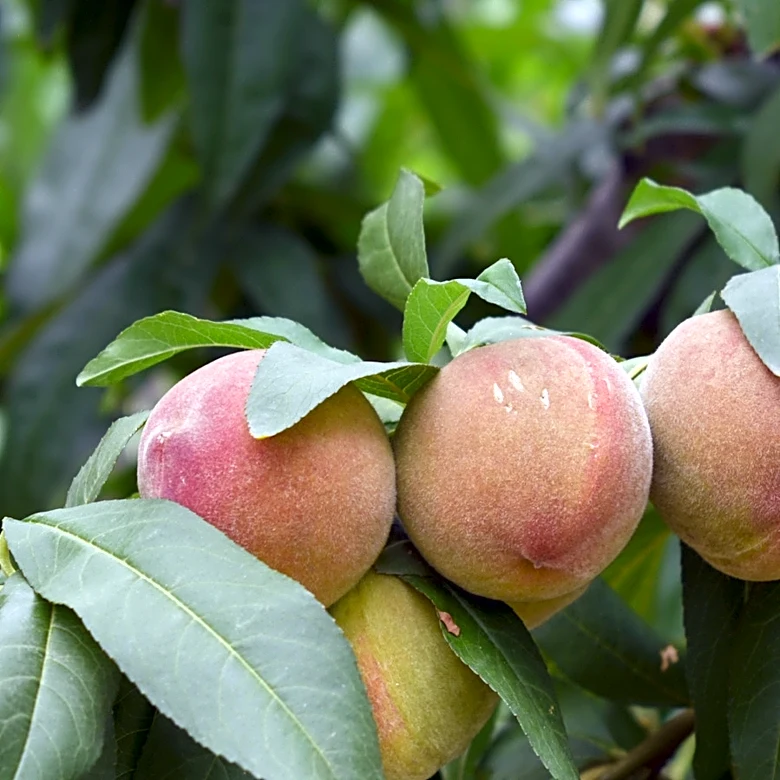 Why You Should Never Store Unripe Peaches In The Fridge