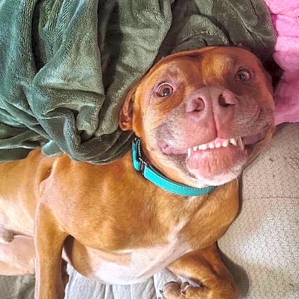 Meet Scooby. Your vote for the first Tennessean Pet of the Week