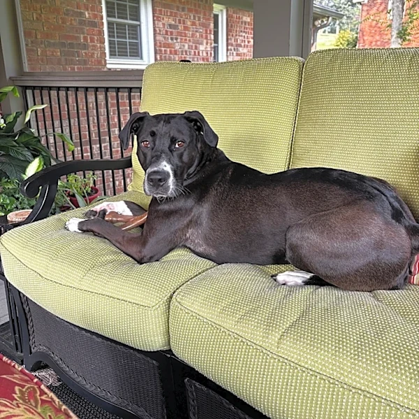 Meet Whitney, a 60-pound sweetie. Your vote for the Tennessean Pet of the Week