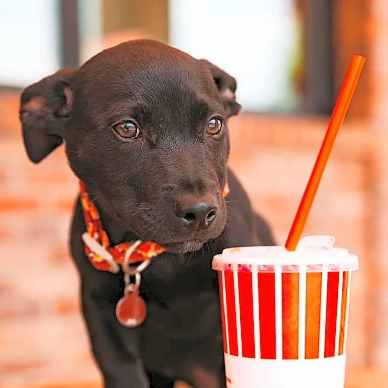 Playful pups, cute kitties: See nine animals up for The Tennessean Pet of The Week
