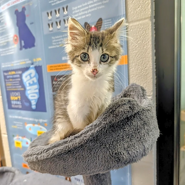 Curiosity saves the cat. Kitten encounters Mt. Juliet police, quickly takes control