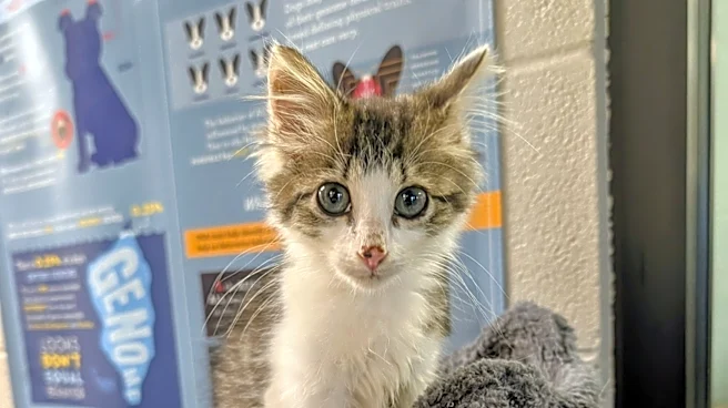 Curiosity saves the cat. Kitten encounters Mt. Juliet police, quickly takes control