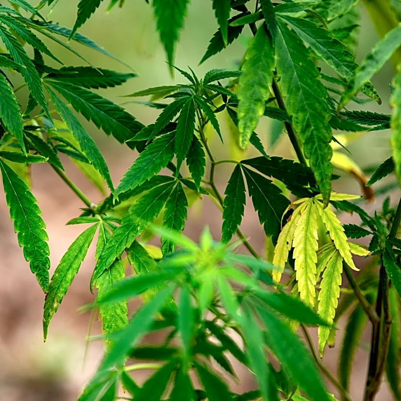Tennessee expected $55.8M in hemp taxes in 2026. It collected just $1.4M