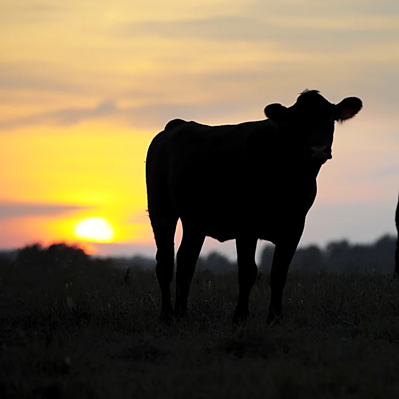 Tennessee cattle producers frustrated by Trump's beef import deal