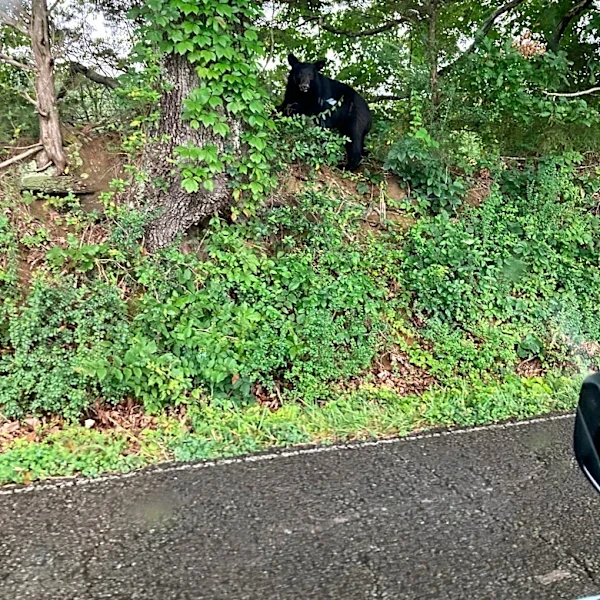 Black bears are showing up across Middle Tennessee. One surprised a judge.