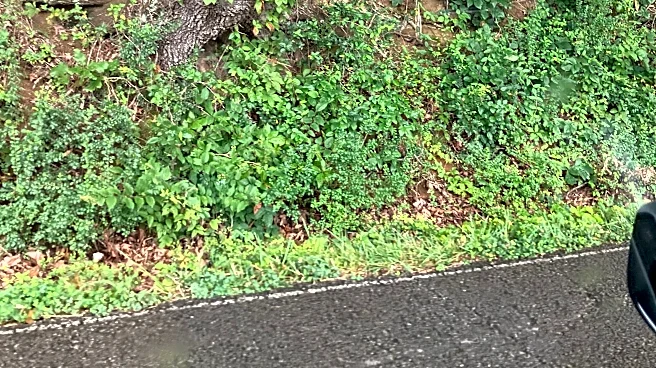 Black bears are showing up across Middle Tennessee. One surprised a judge.