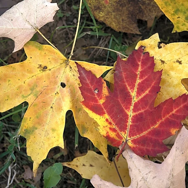 Fall foliage forecast is out. Here's what Tennessee leaf-peepers can expect